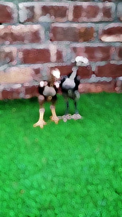 Aseel chicks