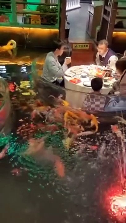 Manger les pieds dans l'eau avec les poissons... restaurant complètement fou