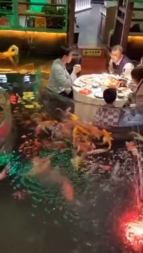 Manger les pieds dans l'eau avec les poissons... restaurant complètement fou