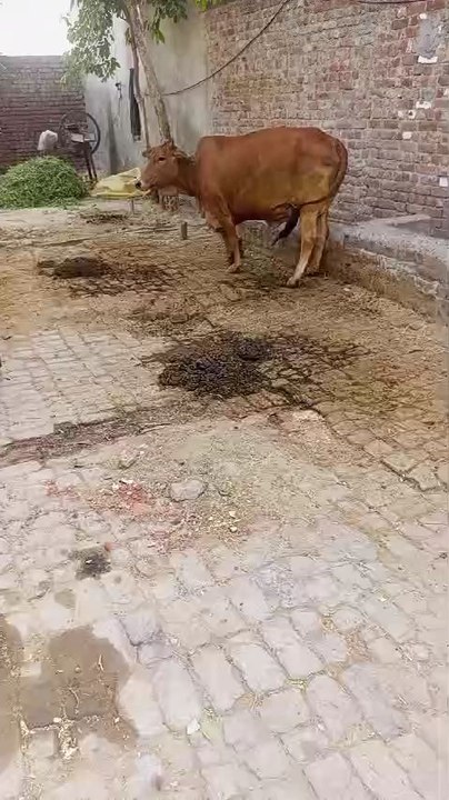 ye h hemre cow#