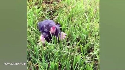 Funny Pet animals Short clips