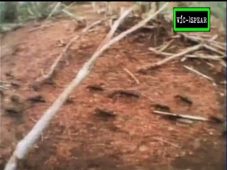 Enciclopedia de Animales: Besieged, la Guerra de las Termitas - Documental (1995)- Español Latino