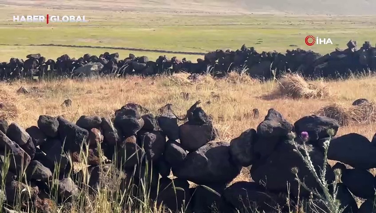 Doğada en zor görülen sürüngeni görüntüledi: Kafkas keleri böyle güneşlendi
