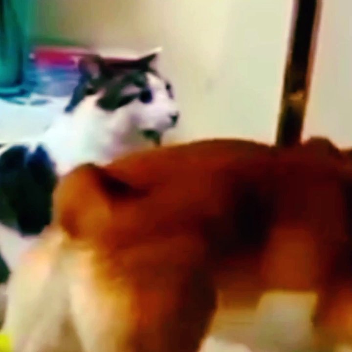 Funny animal vedio