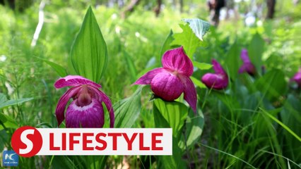 Discover rare orchids in Greater Hinggan Mountains