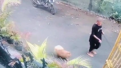 गाजियाबाद में पालतू कुत्ता गायब, पुलिस तलाश में जुटी, पोस्टर भी लगाए