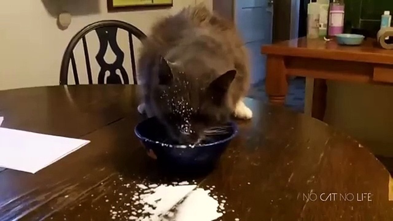 Funny_Cats_Compilation__Most_Popular__Part_2(360p)