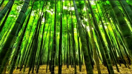 Exploring Nature | Part: 06 | 3D Nature View