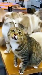 Cutest Silly Cats - Funny Cat Videos