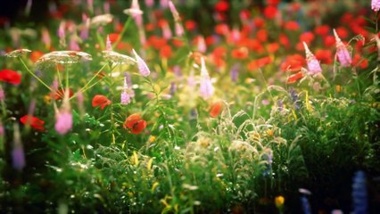 Hindi Romantic Love Song I सपनों की दुनिया, प्यारी सी दुनिया I #musicvideo