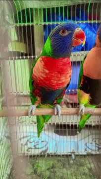 Parrot Rainbow lorikeet#Amjad Aviary Lovebirds#Talking parrot