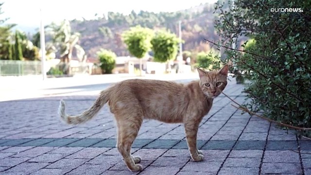 بسبب صواريخ حزب الله.. كريات شمونة شمالي إسرائيل تتحول إلى مدينة مهجورة