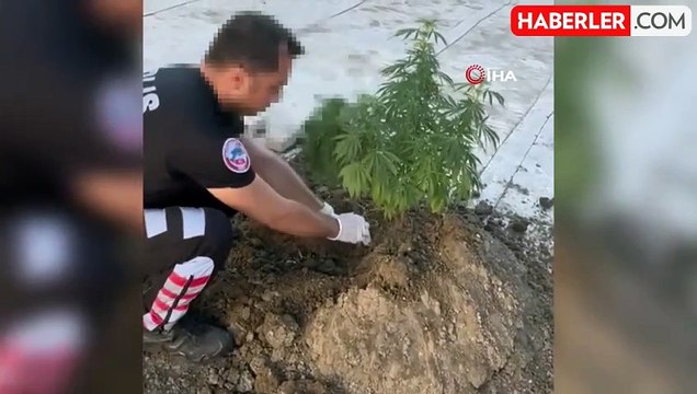 Büyükçekmece'de evinin çatısında uyuşturucu madde yetiştirip satan şüpheli adliyeye sevk edildi