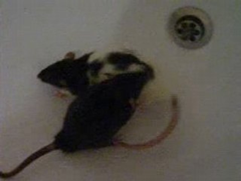 le bain