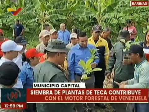 Plantan más de 10 mil especies de Teca en Fuerte Tavacare de Barinas
