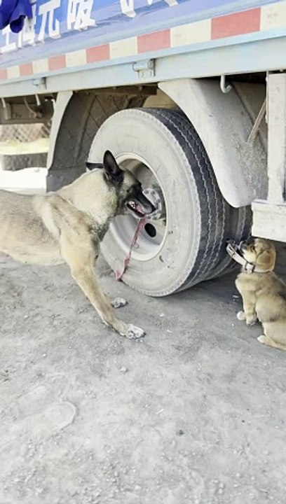 12nSJcjKb a dog that is helpful