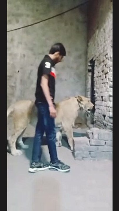 Lion king