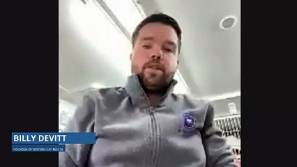 Pregnant cat found abandoned in sealed box