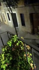 Una familia de jabalíes se pasea por las calles de Barcelona