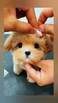 Cute dog preparing for function