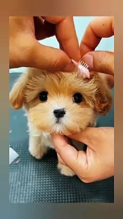 Cute dog preparing for function 