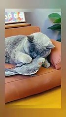 Cat and parrot enjoying together