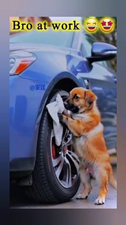 Bro at Work  Funny cute dog 