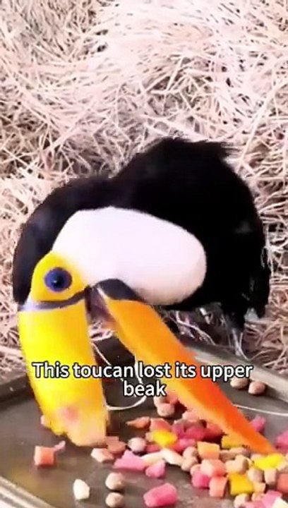 This Toucan Lost Its Upper Beak