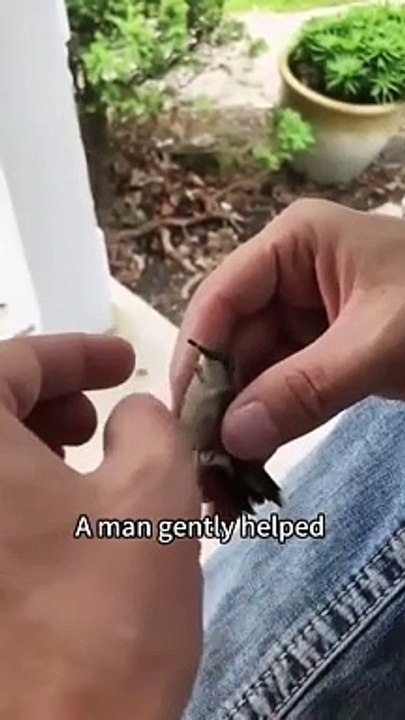 A Humming Bird Got Its Beak Tangled
