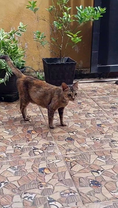 KUCING