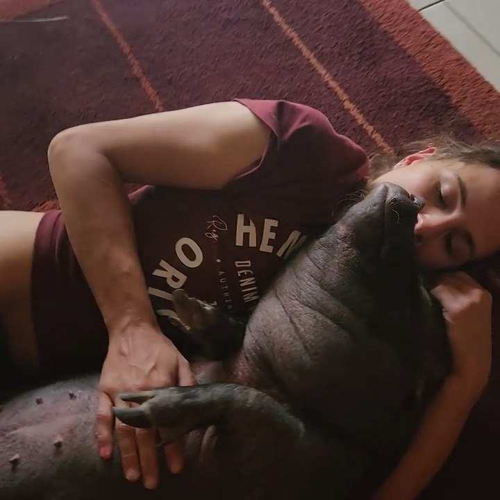 Pet Pig Relaxes Getting Cuddles and Belly Rubs