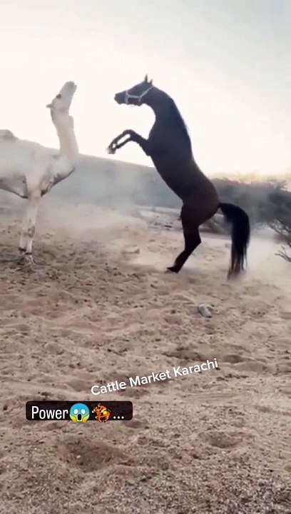 horse attack camel