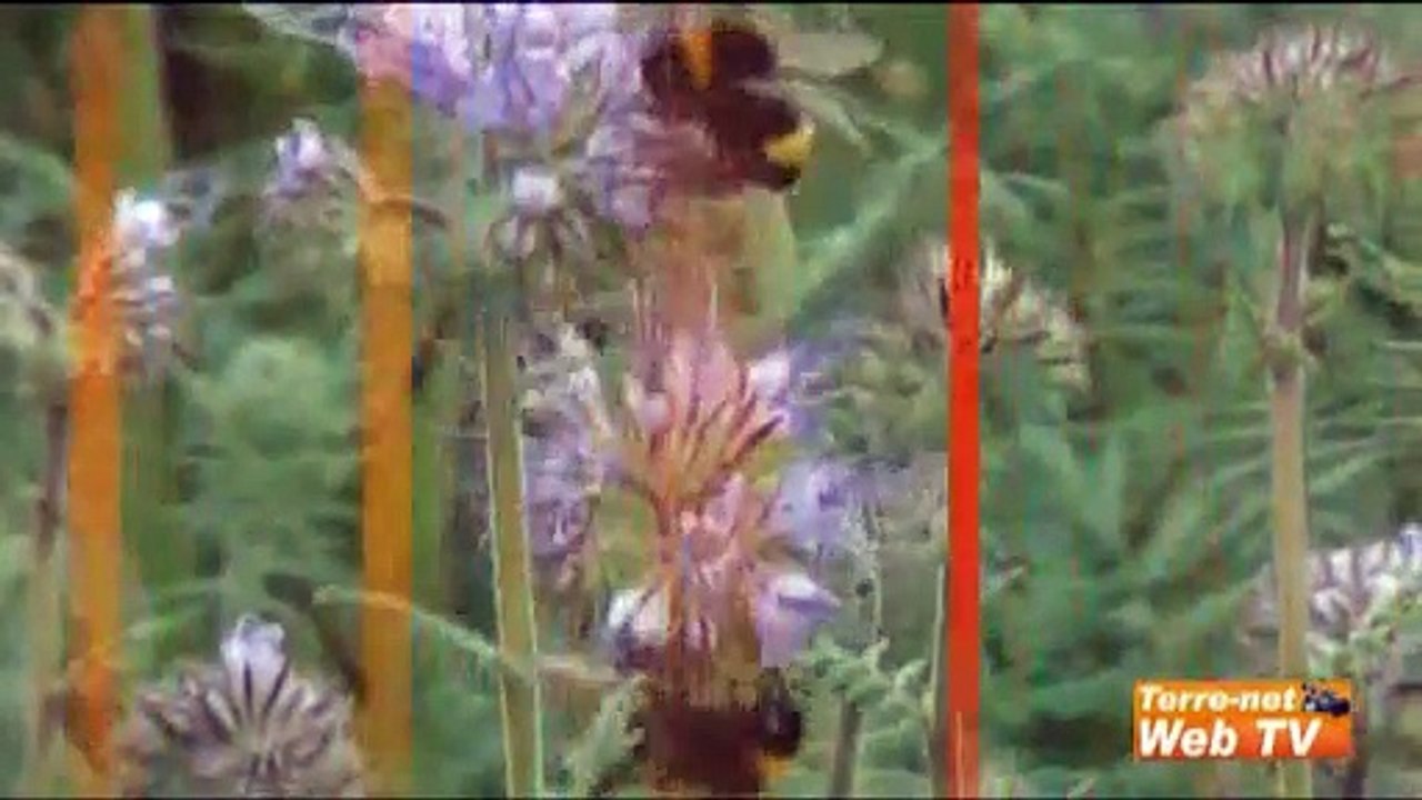 Une colonie d'abeilles a besoin de 20 à 30 kg de pollen par an !