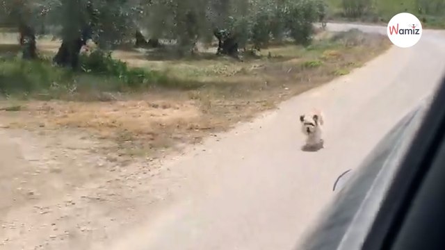 Hund rennt wie verrückt hinter Auto her. Als die Fahrer verstehen, bremsen sie sofort!