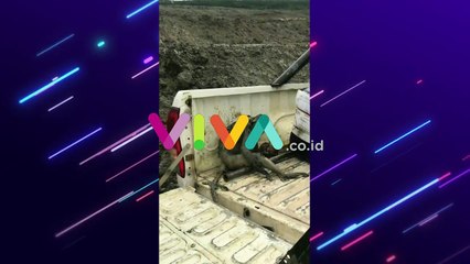 Merobek Hati, Monyet Terkulai Lemas di Area Tambang Kaltim