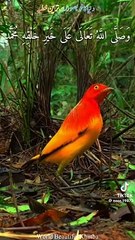 VID-20240706-WA0100