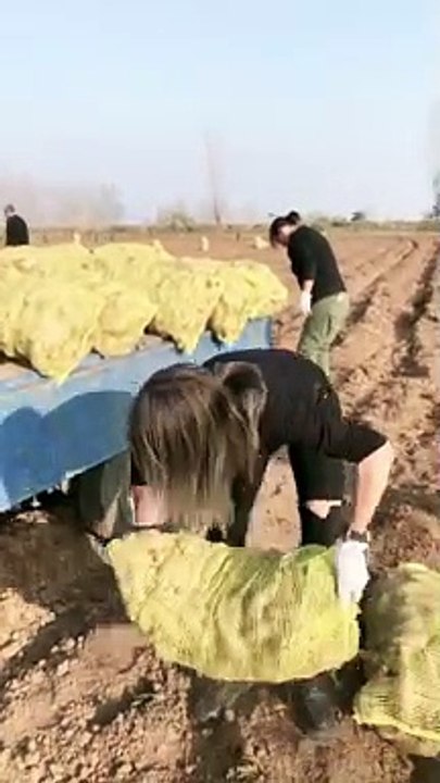 Beautiful Girl Loading Vegetables and Driving Tractor | Farm Life