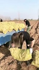 Beautiful Girl Loading Vegetables and Driving Tractor | Farm Life