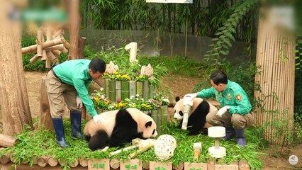 푸바오 쌍둥이 동생 루이바오·후이바오 돌잔치 열려 / YTN