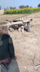 fake wolf prank with dog video #shorts #viral #funny #animals #comedy