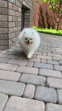 #animal #animals #nature #pet #cute #wildlife #love #dog #pets #photography #cat #cats #naturephotography #instagram #photooftheday #dogs #animallovers #instagood