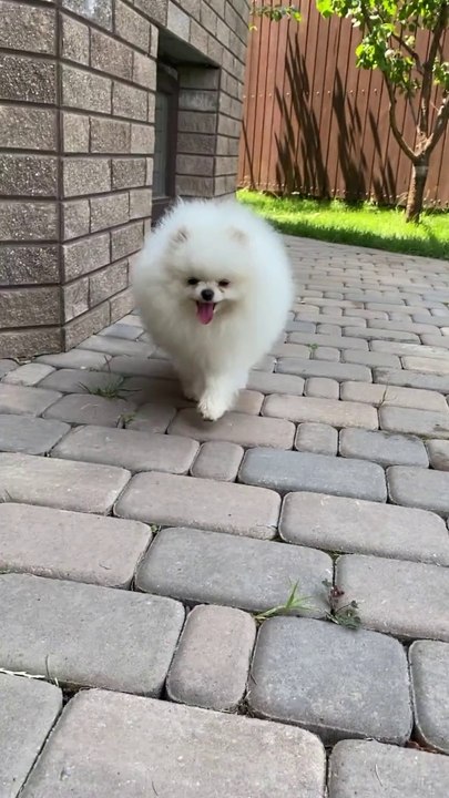 #animal #animals #nature #pet #cute #wildlife #love #dog #pets #photography #cat #cats #naturephotography #instagram #photooftheday #dogs #animallovers #instagood