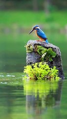 Kabhi mayos mat hona