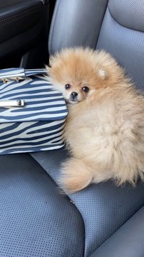 #animal #animals #nature #pet #cute #wildlife #love #dog #pets #photography #cat #cats #naturephotography #instagram #photooftheday #dogs #animallovers #instagood