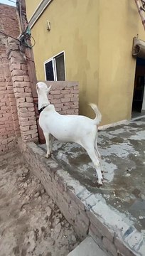#trending #usa #viral #shortvideo #baby #pet #animals #goats #bakra #bakramandi #rajanpurigoat