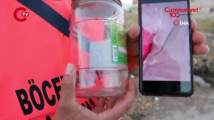 İnsanlarda merak uyandıran 'insan yüzlü örümceği' kavanozda besliyor