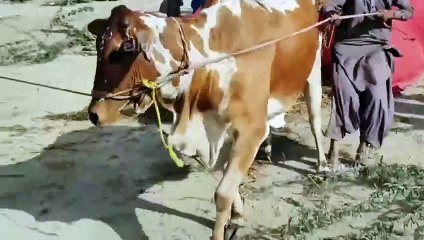 Angry Dangerous Cow I Out of Control I Eid Ul Adha Mandi