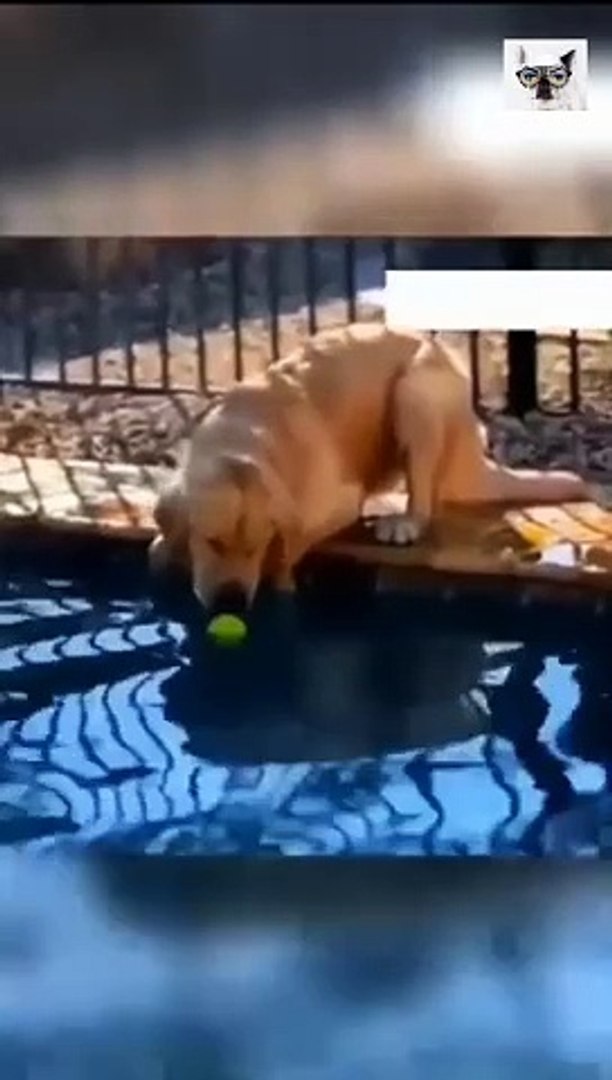 ⁣fun animals - cats and dogs funny videos  Веселые животные - смешные видео о кошках и собаках