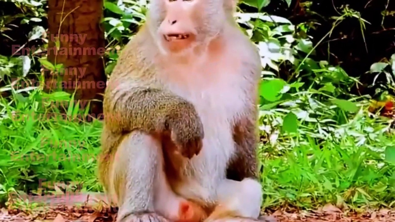 Laugh a Lot With The Funny Moments Of Monkeys-Funny monkeys will make you laugh hard - Funny Animals