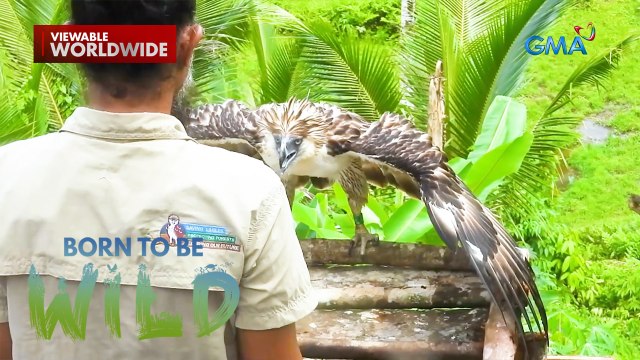 Ang pagpapakawala ng Philippine eagle sa Leyte | Born to be Wild